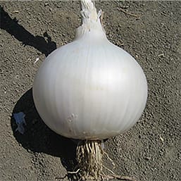 VENUS F1 